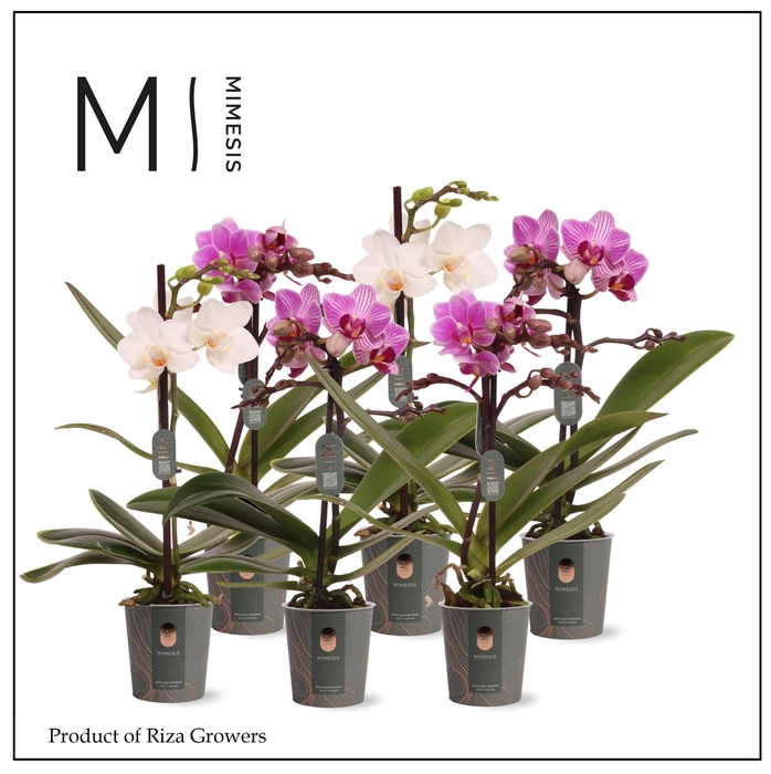 <h4>Phalaenopsis Mix 1 spike – 7cm | Mimesis</h4>