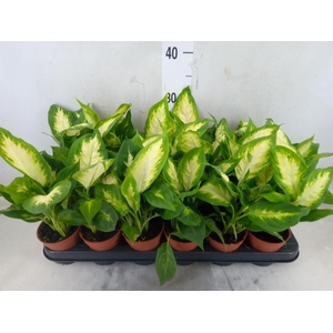 Dieffenbachia  'Camilla'