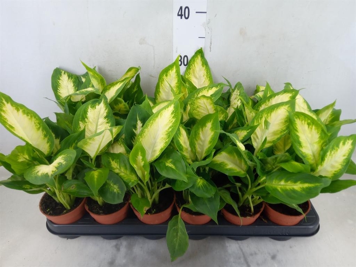 <h4>Dieffenbachia  'Camilla'</h4>