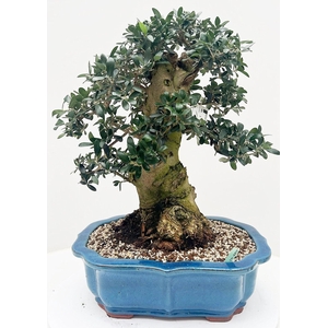 Olea europaea, pot 42cm. Height 65cm. (single item)