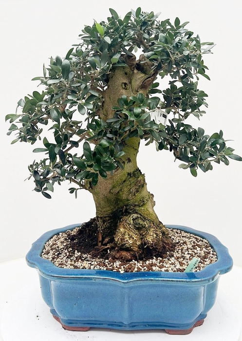 <h4>Olea europaea, pot 42cm. Height 65cm. (single item)</h4>