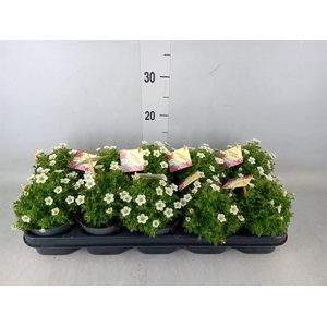 Saxifraga arend. 'Ice Colour Pearl'