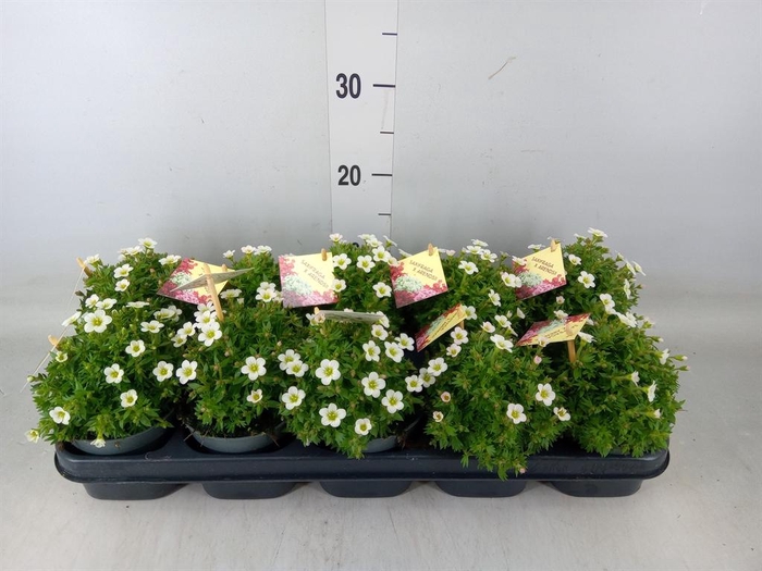 <h4>Saxifraga arend. 'Ice Colour Pearl'</h4>