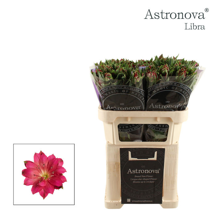 <h4>Alstroemeria Astronova Libra</h4>
