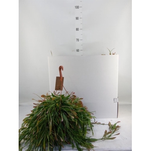 Pseudorhipsalis ramulosa