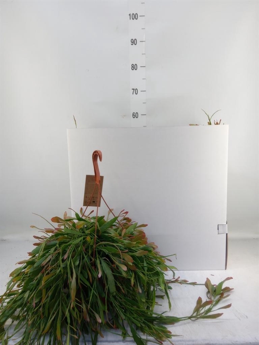 <h4>Pseudorhipsalis ramulosa</h4>