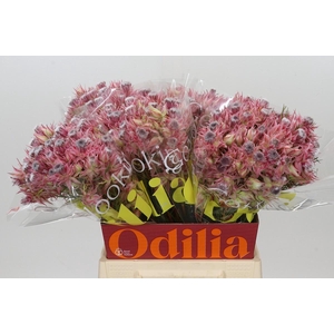 Blushing Bride Ayoba Shooting Star