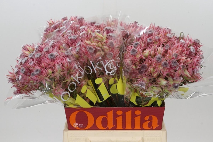 <h4>Blushing Bride Ayoba Shooting Star</h4>