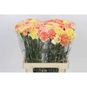Dianthus St Rainbow Mix Orange