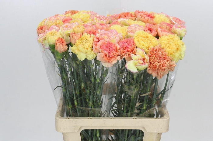 <h4>Dianthus St Rainbow Mix Orange</h4>