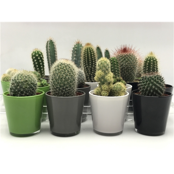 <h4>346 High Quality Glass groen 6,5 cm</h4>