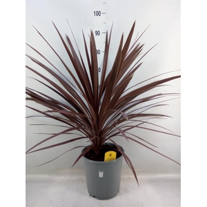 Cordyline austr. 'Red Star'