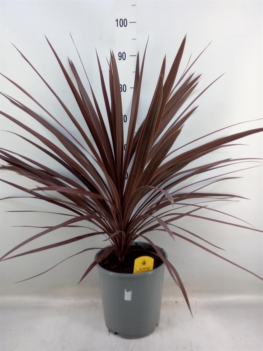 <h4>Cordyline austr. 'Red Star'</h4>