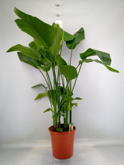 <h4>Strelitzia nicolai</h4>