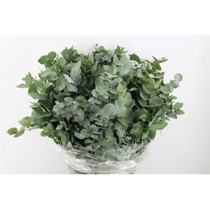 Euca Cinerea 400gr P Bunch