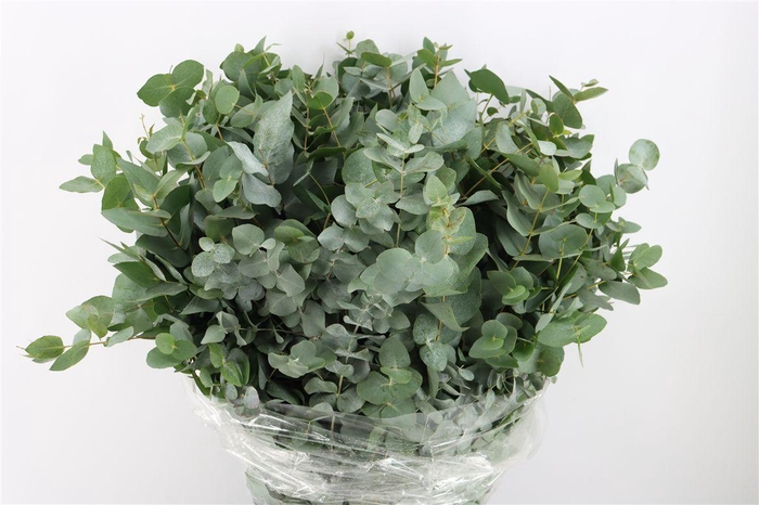 <h4>Euca Cinerea 400gr P Bunch</h4>