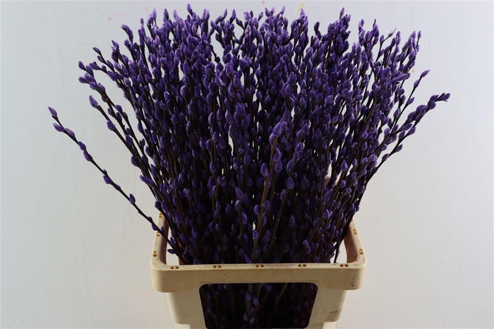 Salix Wilgenkatjes Milka 70cm P Stem