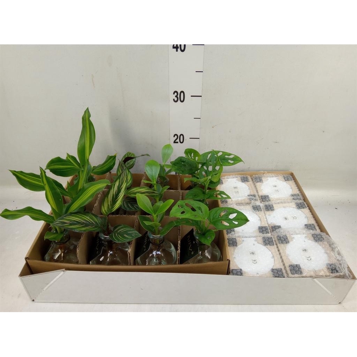 <h4>Planten  ..mix</h4>