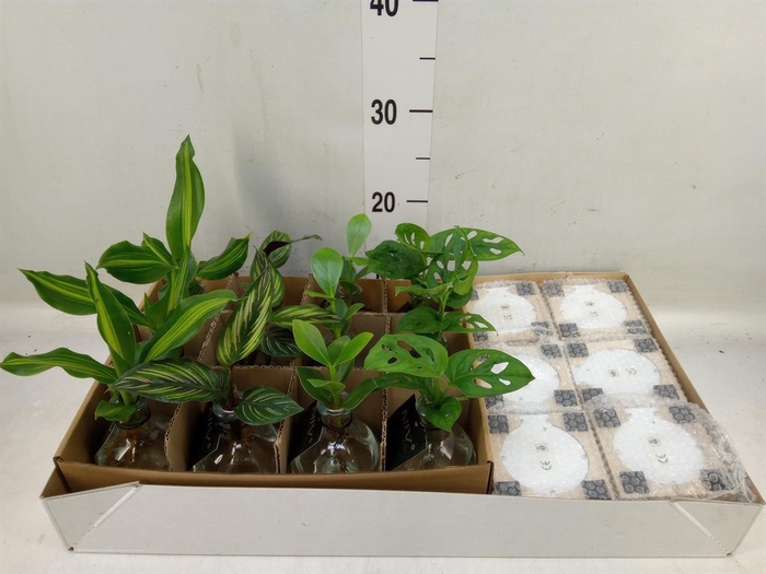 <h4>Planten  ..mix</h4>