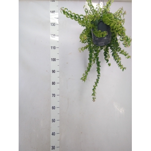 Aeschynanthus  'Twister'