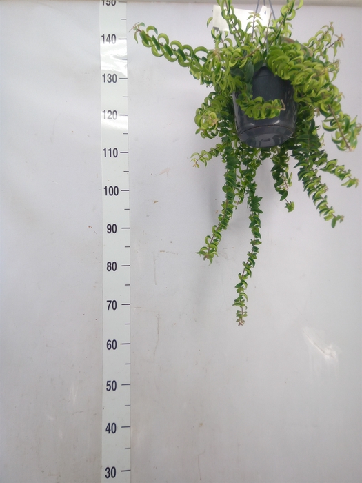<h4>Aeschynanthus  'Twister'</h4>