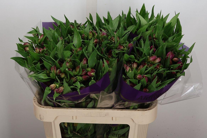 <h4>Alstr Casanova</h4>