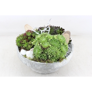 arr4 Semp MB - Beton schaal XL