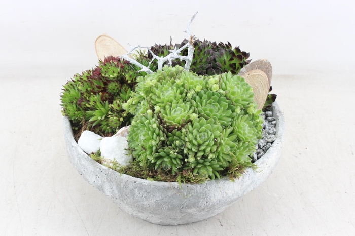 <h4>arr4 Semp MB - Beton schaal XL</h4>