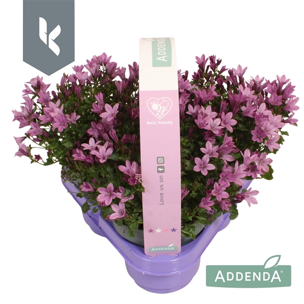<h4>Campanula Ambella Pink in 3-pack</h4>