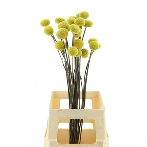 Dried Craspedia Paintball Xxl