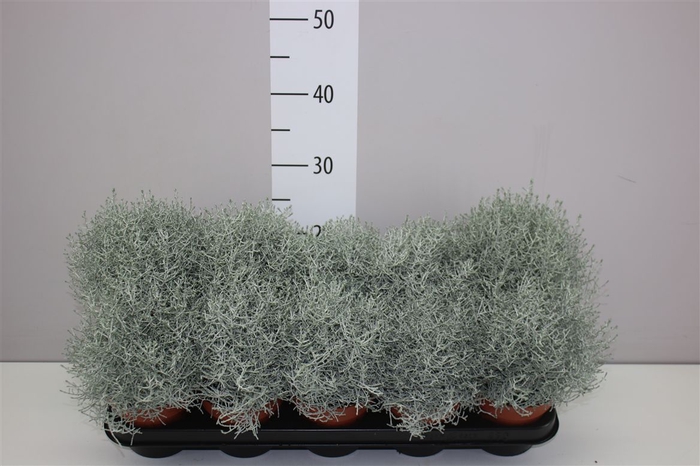 <h4>Calocephalus</h4>