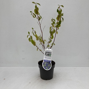 Ceanothus del. 'Henri Défossé'