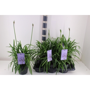 AGAPA SUMM LOVE BLUE