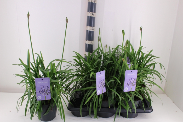 <h4>AGAPA SUMM LOVE BLUE</h4>