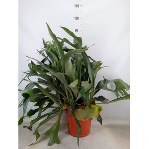 Platycerium bifurc.