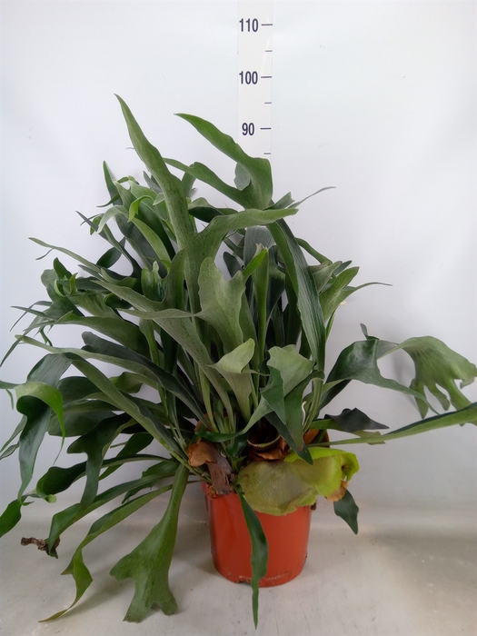 <h4>Platycerium bifurc.</h4>