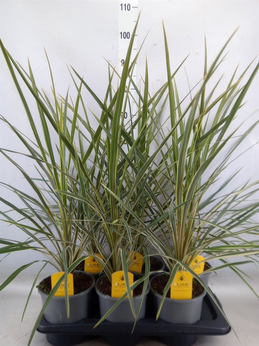 <h4>Cordyline austr. 'Variegata'</h4>