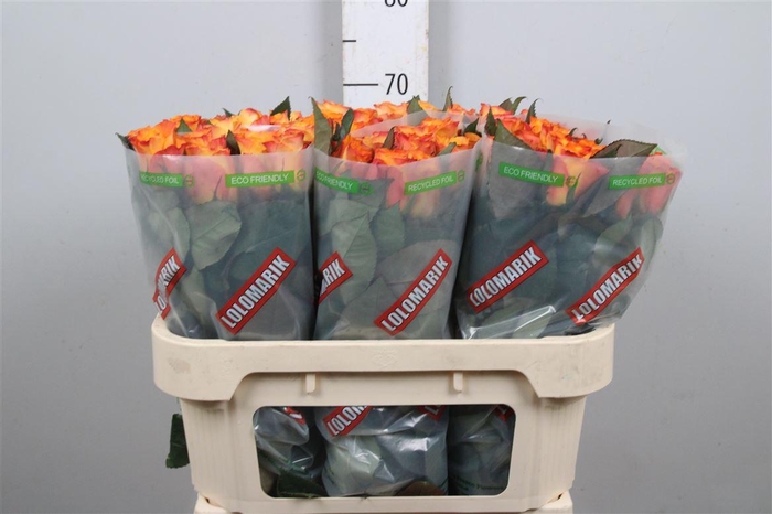 <h4>R Gr Marie-claire!</h4>