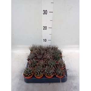 Haworthia   ...