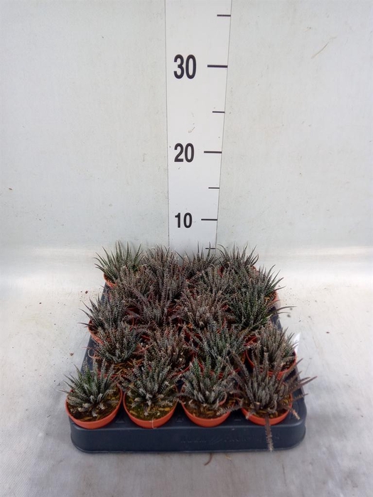 <h4>Haworthia   ...</h4>