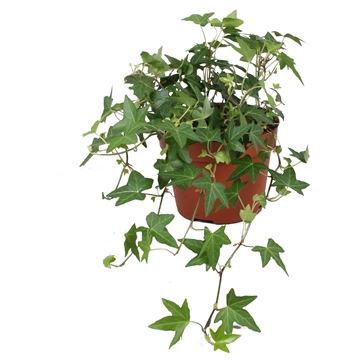 <h4>Hedera helix 'Diny'</h4>