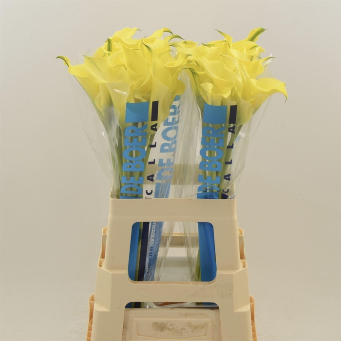 <h4>ZANT ALICE SPRINGS</h4>