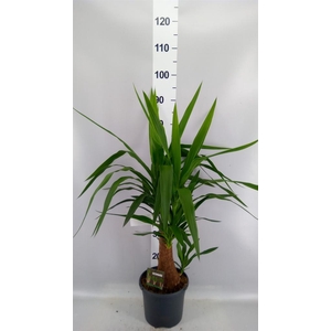 Yucca elephantipes   ...