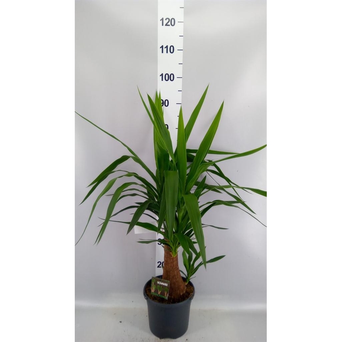 <h4>Yucca elephantipes   ...</h4>