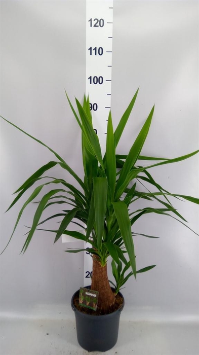 Yucca elephantipes   ...