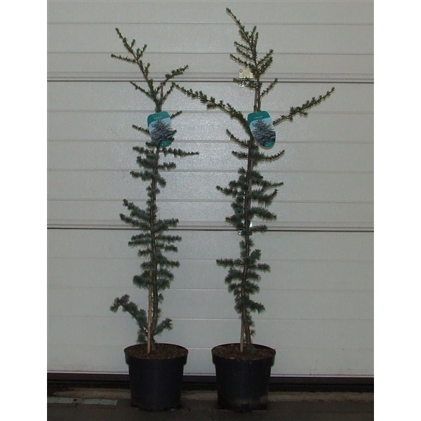 <h4>Cedrus libani 'Glauca' 100-120 P26</h4>