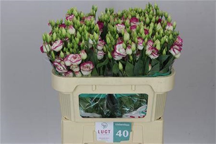 <h4>Eust Du Rosita Pink Picotee</h4>