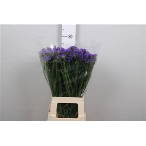 Lim S Cryst Dark Blue