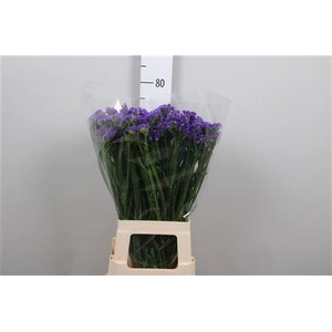 Lim S Cryst Dark Blue