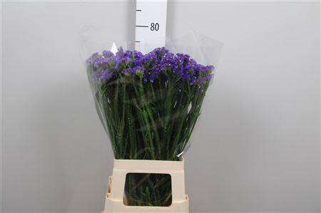 <h4>Lim S Cryst Dark Blue</h4>